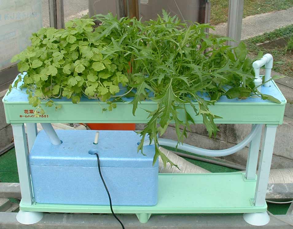 水菜 ハイポニカ 家庭菜園